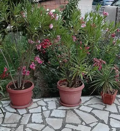 Apartament Nina *